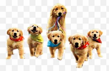 Dog Dogy Puppy Puppies Sweetdog Mother - Golden Retriever Going On A Walk Emoji,Golden Retriever Emoji