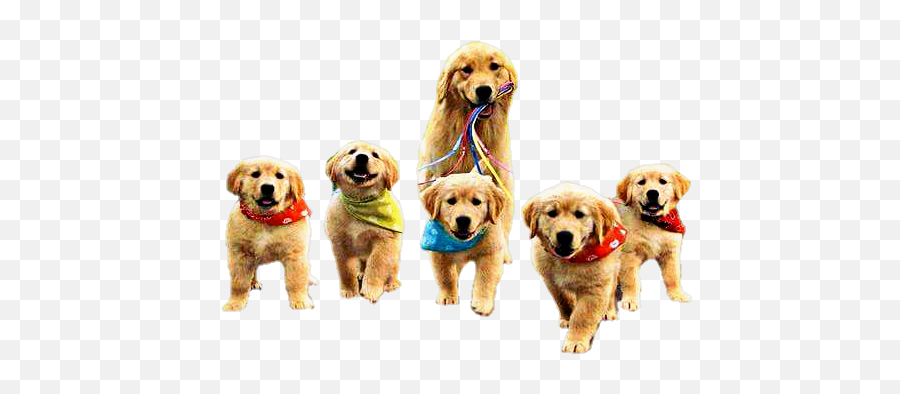 Dog Dogy Puppy Puppies Sweetdog Mother - Golden Retriever Going On A Walk Emoji,Golden Retriever Emoji