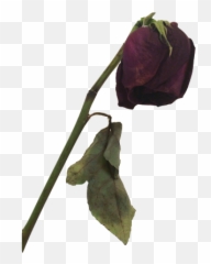Dead Rose Clipart - Dead Rose Transparent Emoji,Dead Rose Emoji