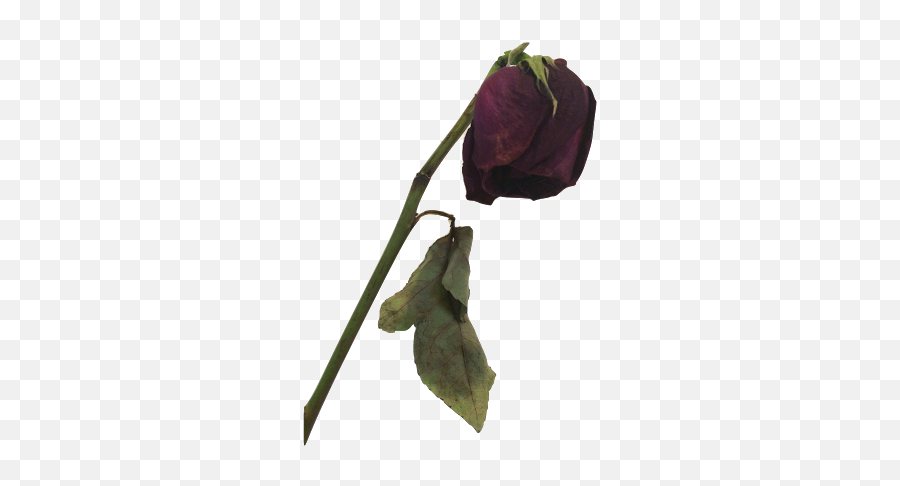 Dead Rose Clipart - Dead Rose Transparent Emoji,Dead Rose Emoji