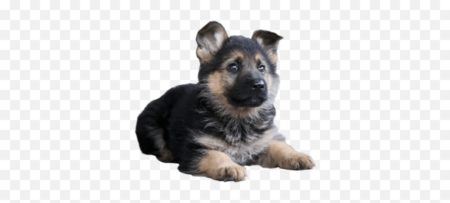 Dog Png And Vectors For Free Download - Dlpngcom German Shepherd Puppy Transparent Background Emoji,Doge Emoji
