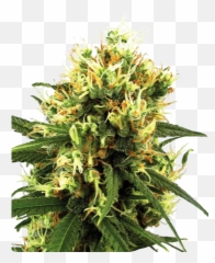 Auto - Tangerine Dream Autoflower Growers Choice Emoji,Weed Plant Emoji