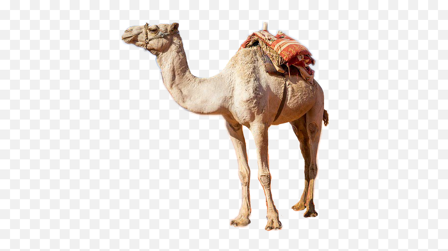 Camel - Sticker By Andrea Mandelenis Picsart Camel Background Emoji,Camel Emoji