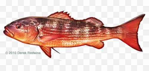 Download Mullet Snapper Fish - Lunge Emoji