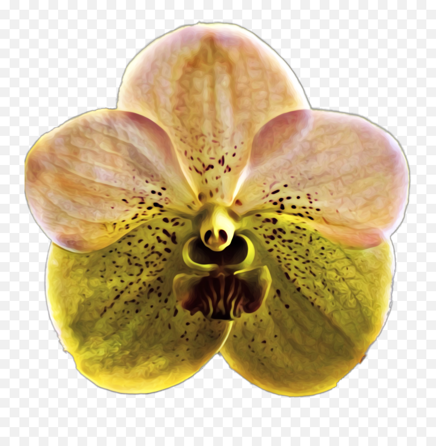 Vanda Orchid Orchids Orchidaceae Flower - Orchids Of The Philippines Emoji,Orchid Emoji