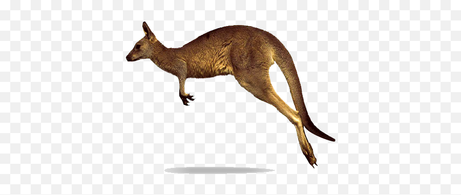 Kangaroo Png Images Free Download - Kangaroo Png Emoji,Kangaroo Emoji