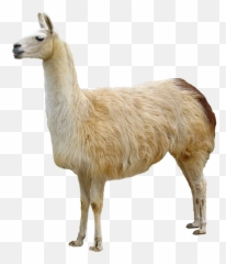 Llama Clipart Guanaco Llama Guanaco Transparent Free For - Llama Png Emoji,Alpaca Emoji