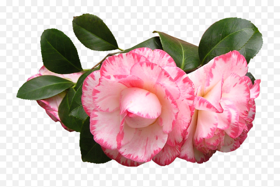 Free Camellia Flower Images - Camellia Transparent Emoji,What Does The Peach Emoji Mean