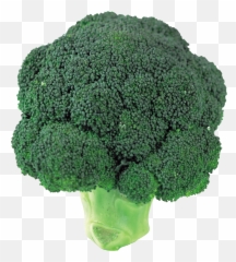 Broccoli - Transparent Broccoli Png Emoji,Broccoli Emoji
