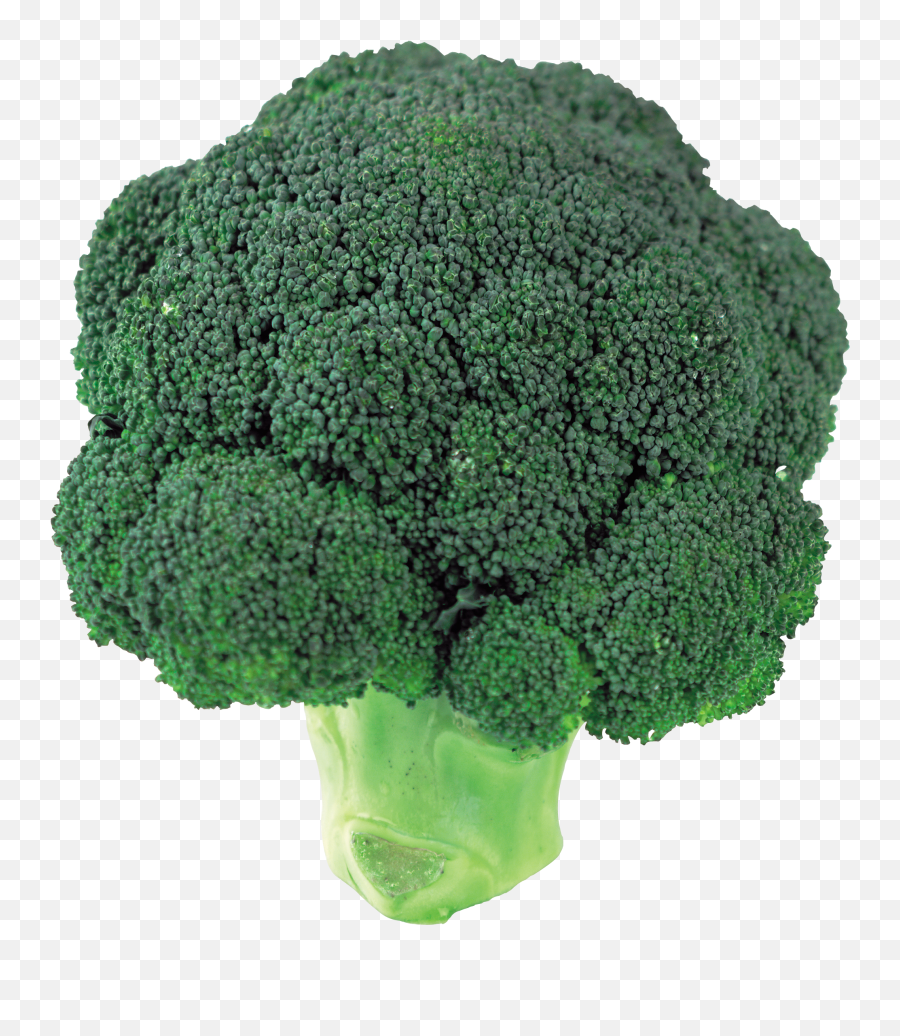 Broccoli - Transparent Broccoli Png Emoji,Broccoli Emoji