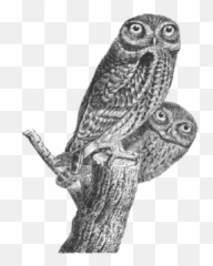 Owls Pair - O Reilly Thepracticaldev Emoji,Bird Emoji