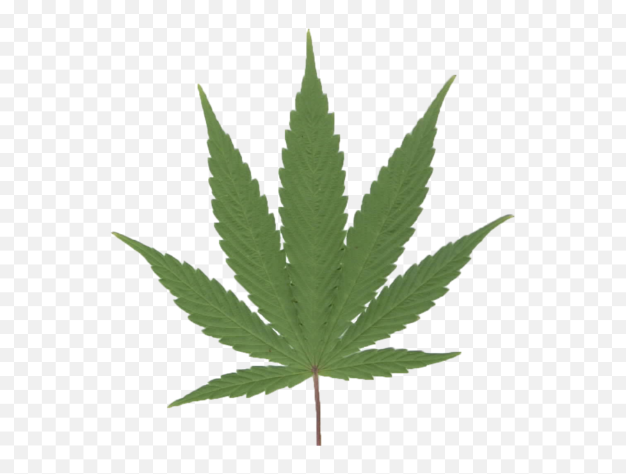 Weed Leaf - Buckeye Leaf Vs Pot Leaf Emoji,Weed Leaf Emoji