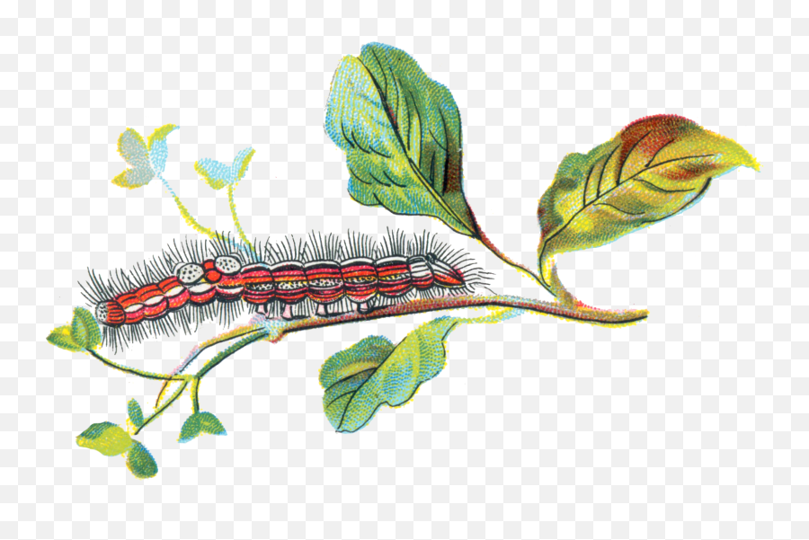 Caterpillar Png Transparent Caterpillar - Flower And Caterpillar Png Emoji,Caterpillar Emoji