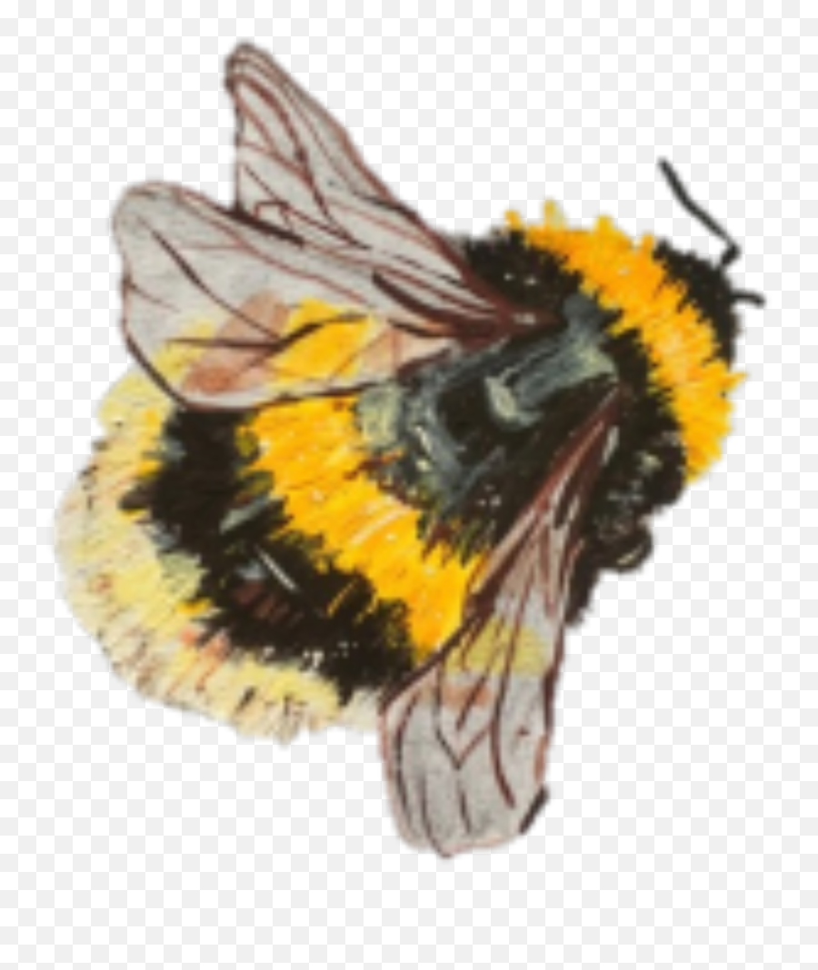 Bee Bees Savethebees Beehive - Bee Painting Aesthetic Emoji,Beehive Emoji