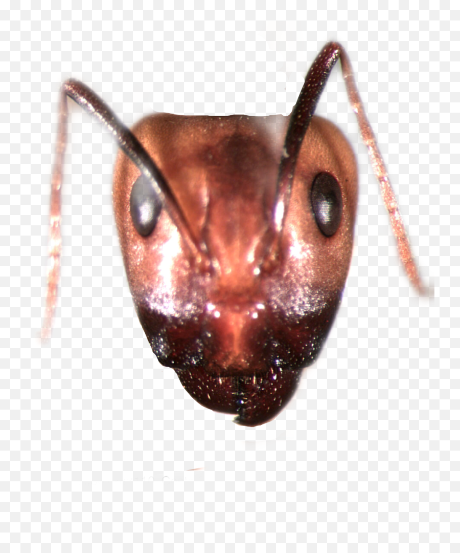 Ant Ants Sticker - Parasitism Emoji,Ant Emoji