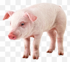 Free Transparent Pig Download Free Clip Art Free Clip Art - Pigs Transparent Emoji,Piglet Emoticon