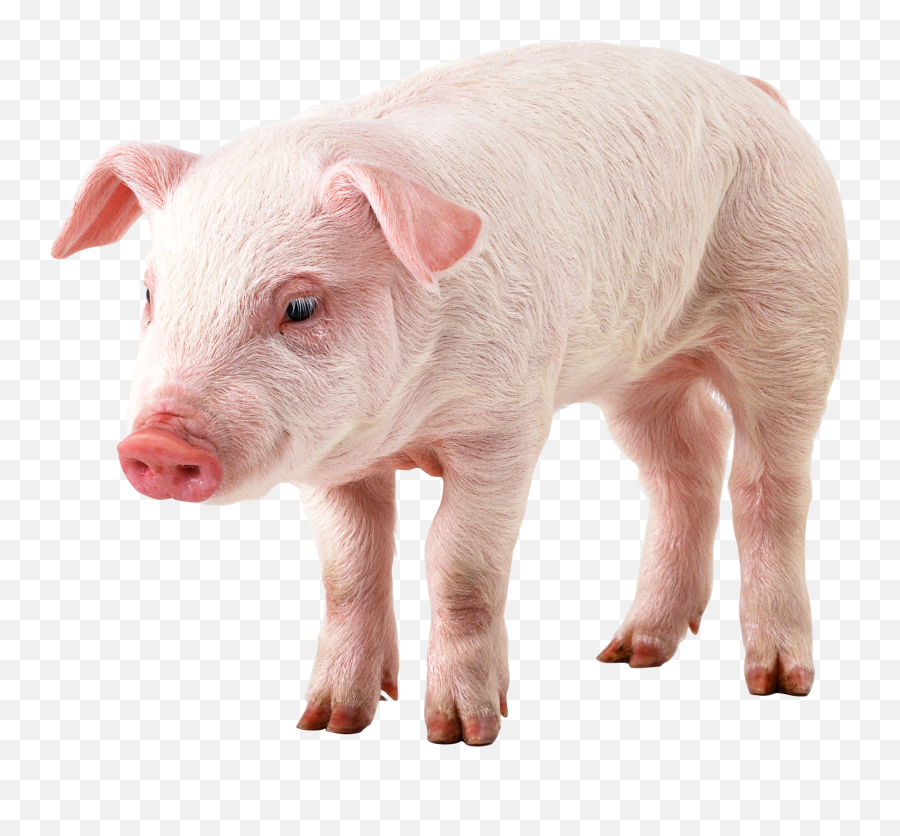 Free Transparent Pig Download Free Clip Art Free Clip Art - Pigs Transparent Emoji,Piglet Emoticon