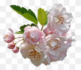 Blossom Crab Apple Tree Free Pictures - Flower Png Emoji
