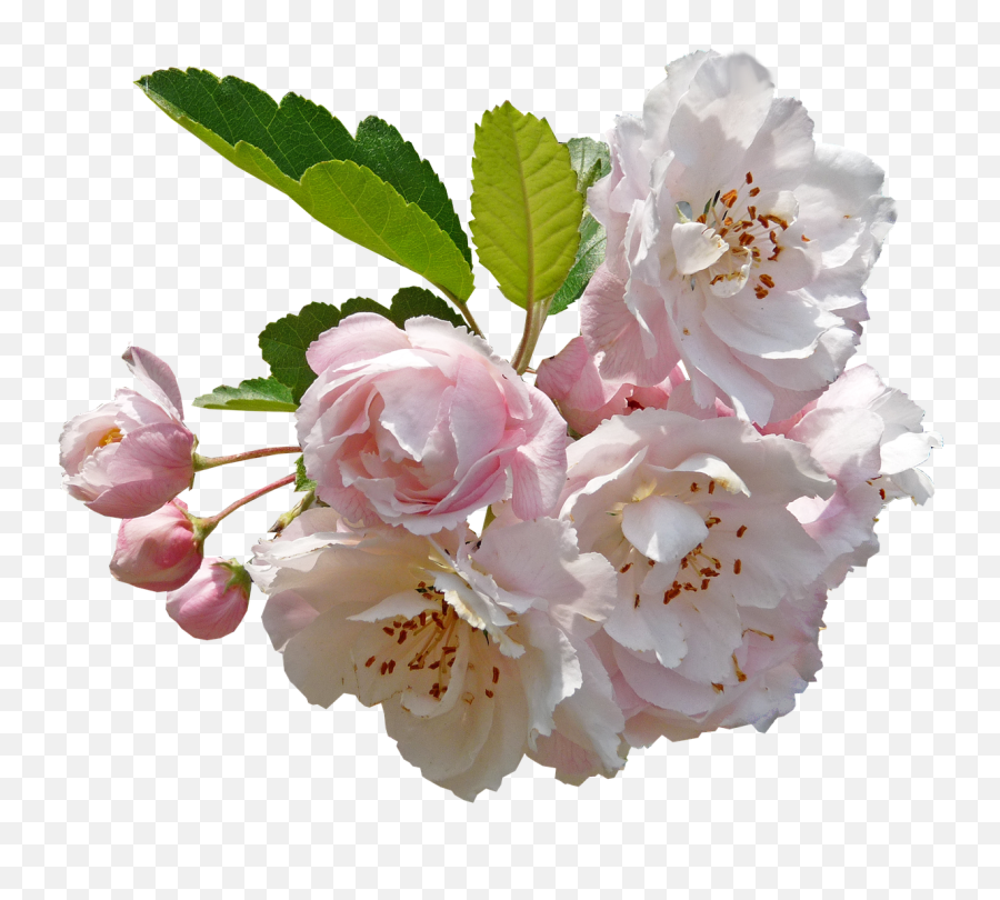 Blossom Crab Apple Tree Free Pictures - Apple Blossom Flower Png Emoji,Sakura Blossom Emoji