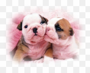 Tube Bouledogue Anglais - Two Puppy Dogs Kissing Emoji,Bulldog Emoticon