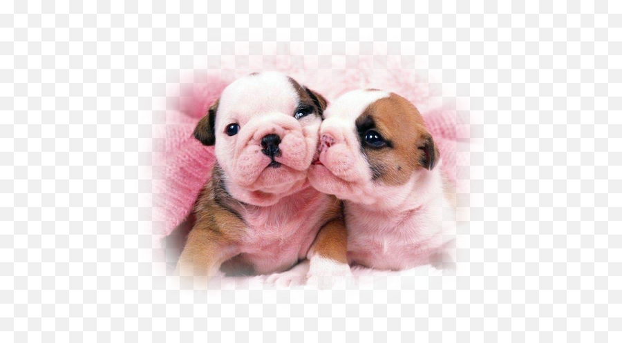 Tube Bouledogue Anglais - Two Puppy Dogs Kissing Emoji,Bulldog Emoticon
