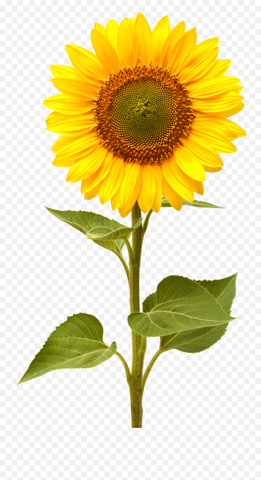 Painting Sunflower Png Picpng - Sunflower Images Hd Png Emoji,Sunflower Emoji