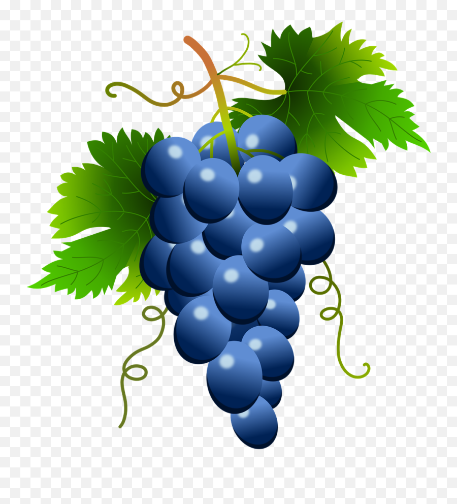 Grape Vector Png White Clipart - Clipart Grape Vector Png Emoji,Grapes Emoji