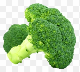 Fork Clipart Broccoli Fork Broccoli Transparent Free For - Broccoli Png Transparent Emoji,Broccoli Emoji