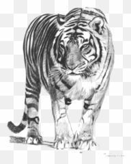 White Tiger Hd Image - Royal Bengal Tiger Sketch Emoji,White Tiger Emoji