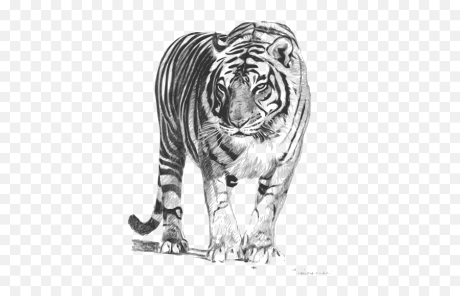 White Tiger Hd Image - Royal Bengal Tiger Sketch Emoji,White Tiger Emoji