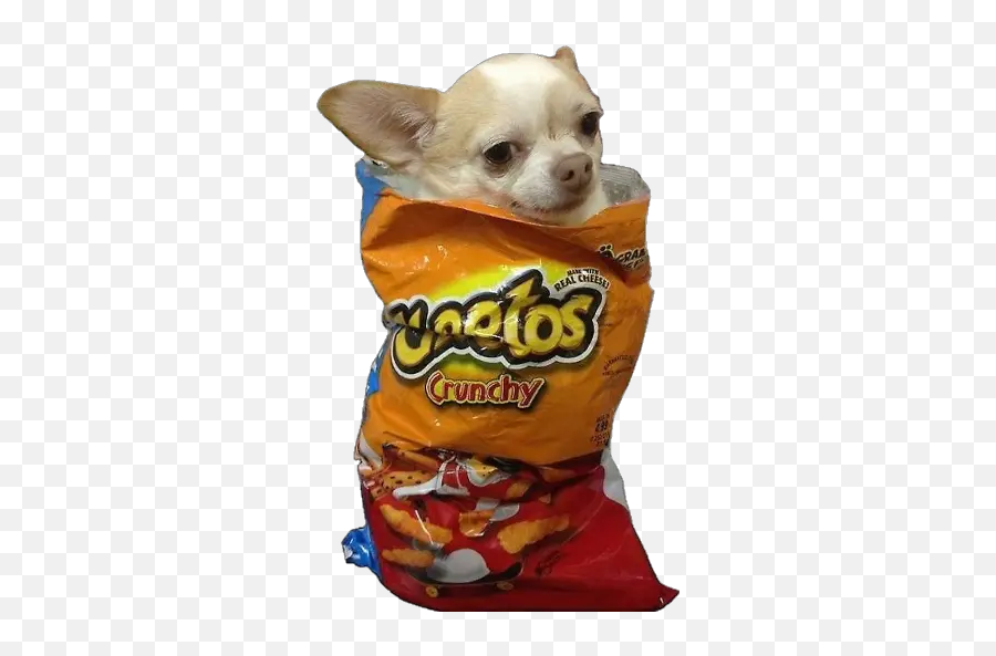 Animales Stickers For Whatsapp - Cheetos Chihuahua Emoji,Nachos Emoji