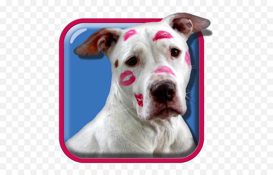 Pitbull Dog Live Wallpaper - Schöne Sprüche Sonias Sprüche Emoji,Pitbull Emoji