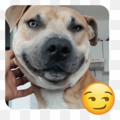 These 20 Doggies are Totally Ready for World Emoji Day - Collar