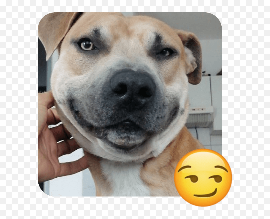 These 20 Doggies Are Totally Ready For World Emoji Day - Collar,National Emoji Day