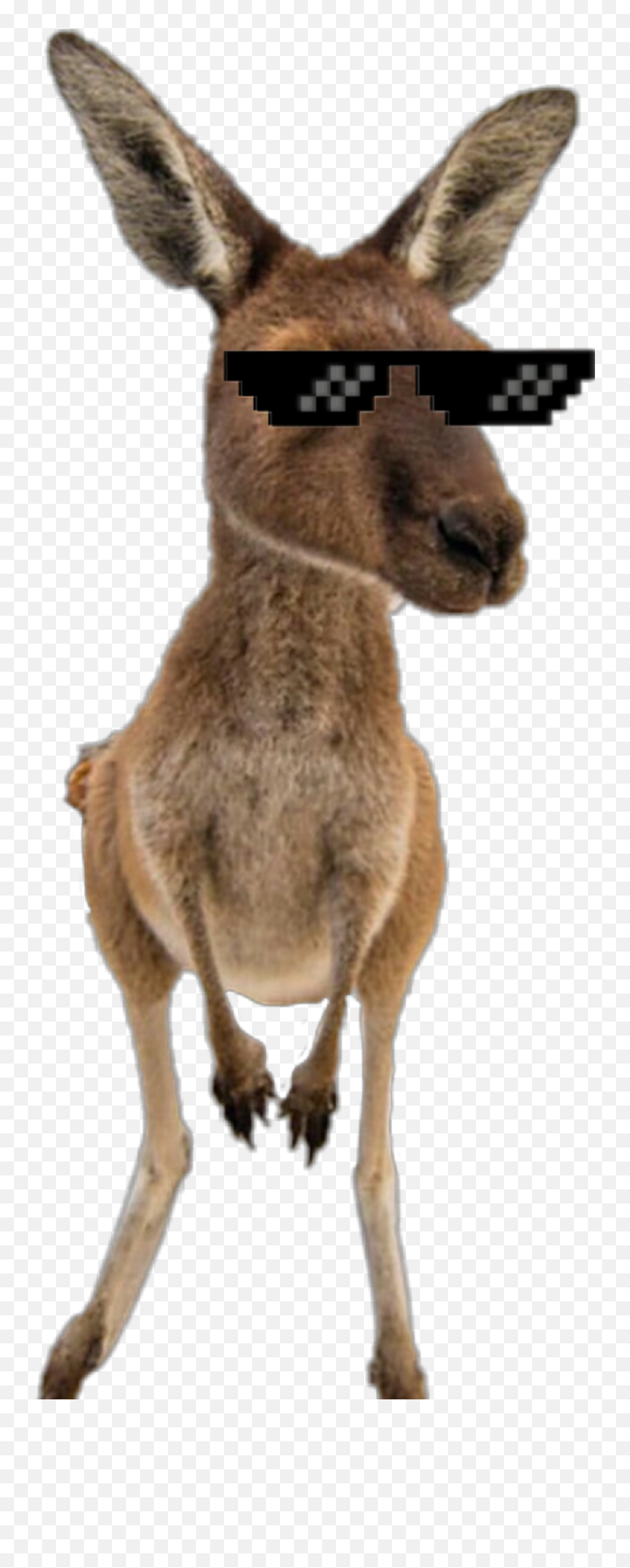 Kangaroo Kangaroos Sticker - Cape Le Grand National Park Emoji,Kangaroo Emoji