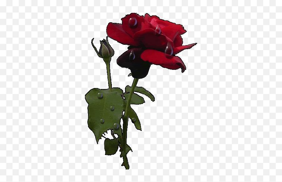 Top Water Drop Stickers For Android - Red Roses Gif Transparent Emoji,Dying Rose Emoji