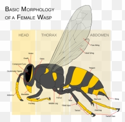 Wasp Morphology - Yellow Jacket Anatomy Emoji