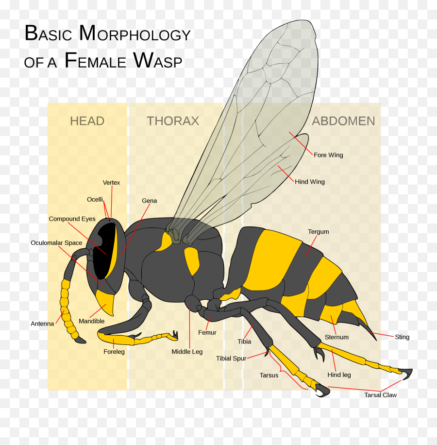 Wasp Morphology - Yellow Jacket Wasp Anatomy Emoji,Bee Emoji Png