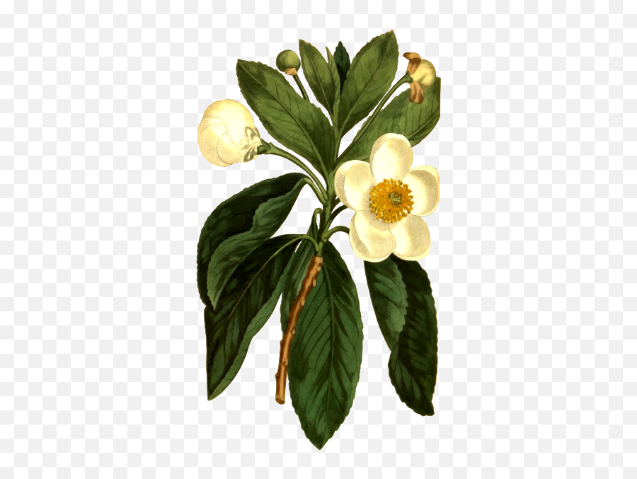 Smooth Gordonia Plant Emoji,Four Leaf Clover Emoji