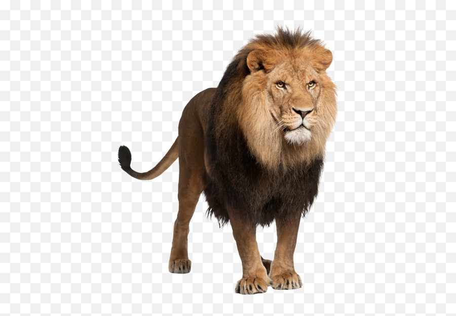Lion Emoji Transparent Png Clipart - Lion White Background,Sea Lion Emoji