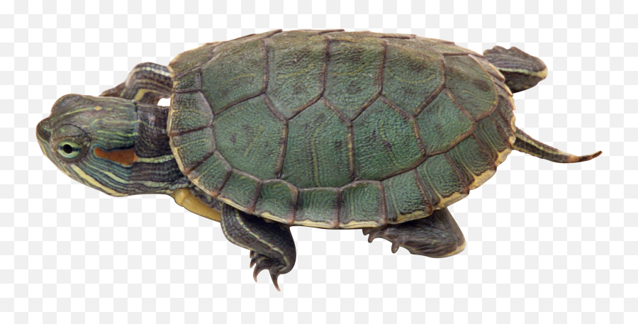 Turtle Png - Red Eared Slider Png Emoji,Cold Emoji Gif