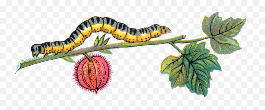 Caterpillar Png Transparent Caterpillar Emoji,Caterpillar Emoji