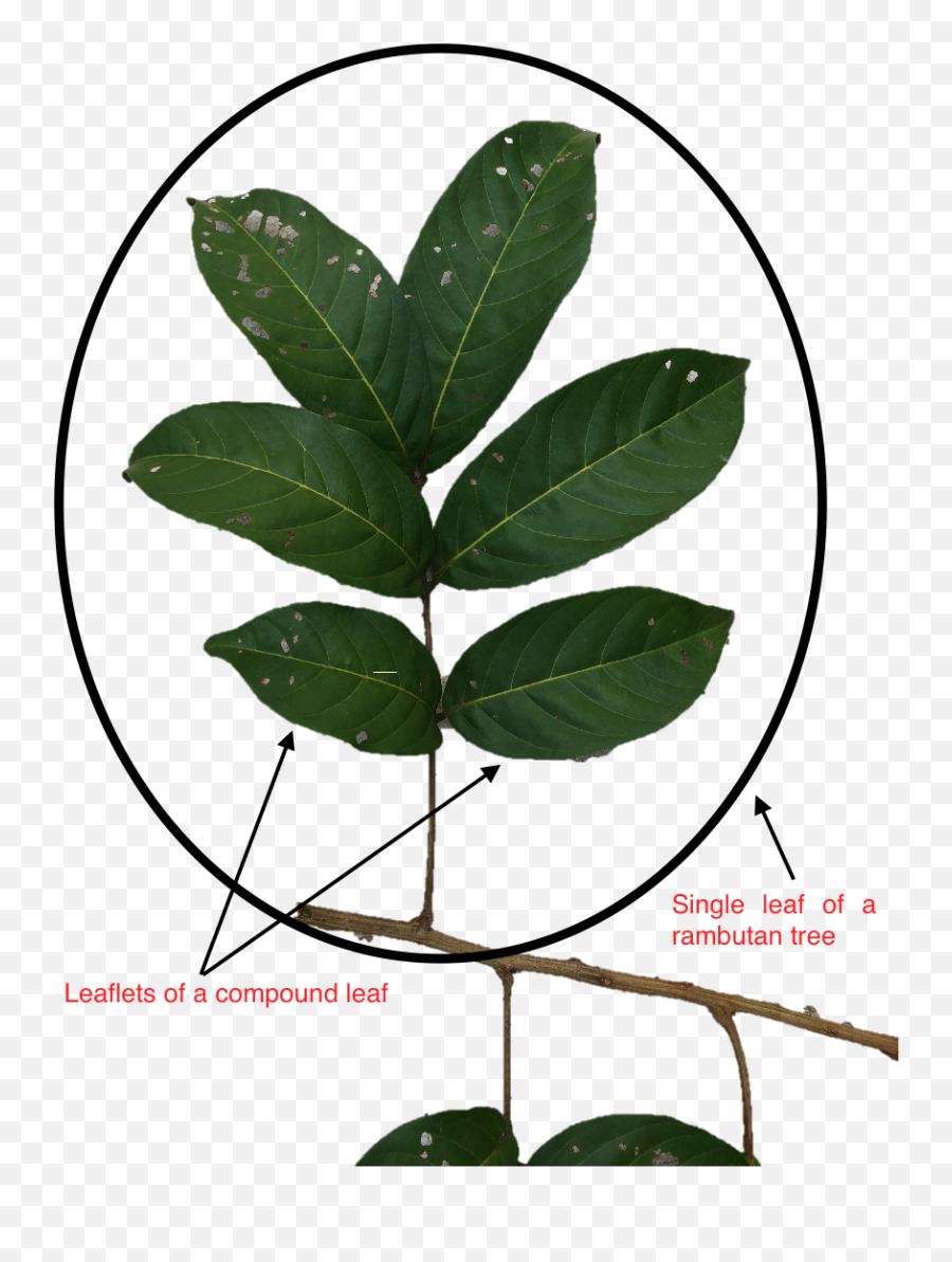 Nephelium Lappaceum - Rambutan Taxo4254 Wikinus Emoji,Leaves Emoticon