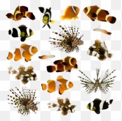 Tropical Fish PSD Official PSDs - Imágenes De Distintos Peces Emoji