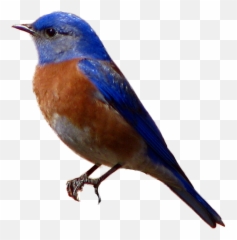 Blue Bird Transparent U0026 Png Clipart Free Download - Ywd Transparent Background Blue Bird Png Emoji,Bluebird Emoji