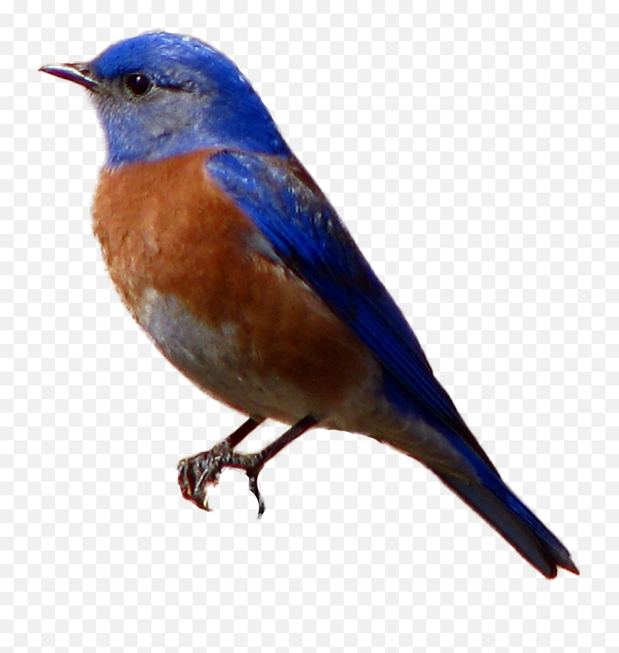 Blue Bird Transparent U0026 Png Clipart Free Download - Ywd Transparent Background Blue Bird Png Emoji,Bluebird Emoji