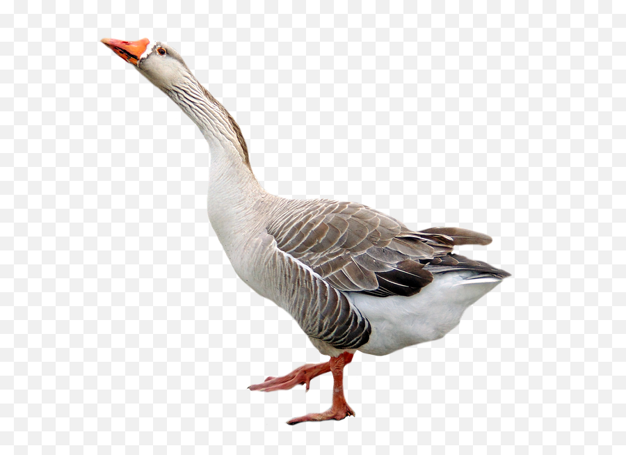 Popular And Trending Duck Stickers On Picsart - Goose Transparent Background Emoji,Duck Emojis