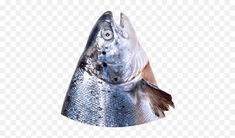 Download Fish Head - Fish Products Png Image With No Fish Products Emoji,Fish Emoji