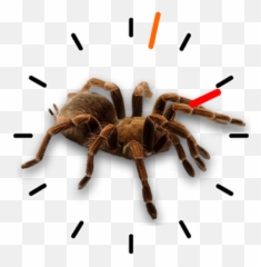 Portable Network Graphics Emoji,Wemojis