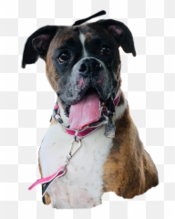 Boxer Dog Bridal Freetoedit - Boxer Emoji,Boxer Dog Emoji